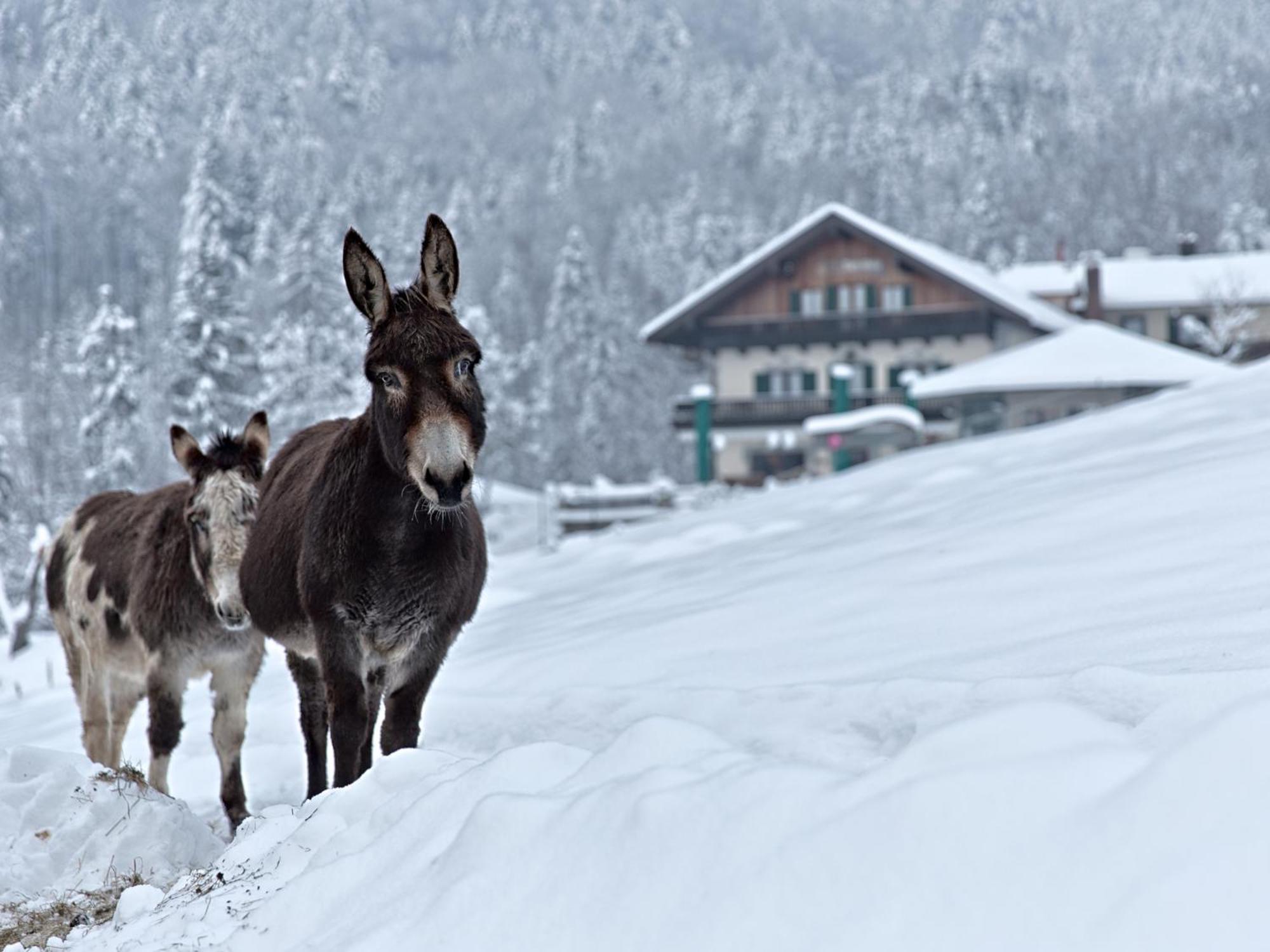 Berggasthof Hotel Duftbraeu I Ruhige Alleinlage I Mitten Im Gruenen Samerberg Exterior foto